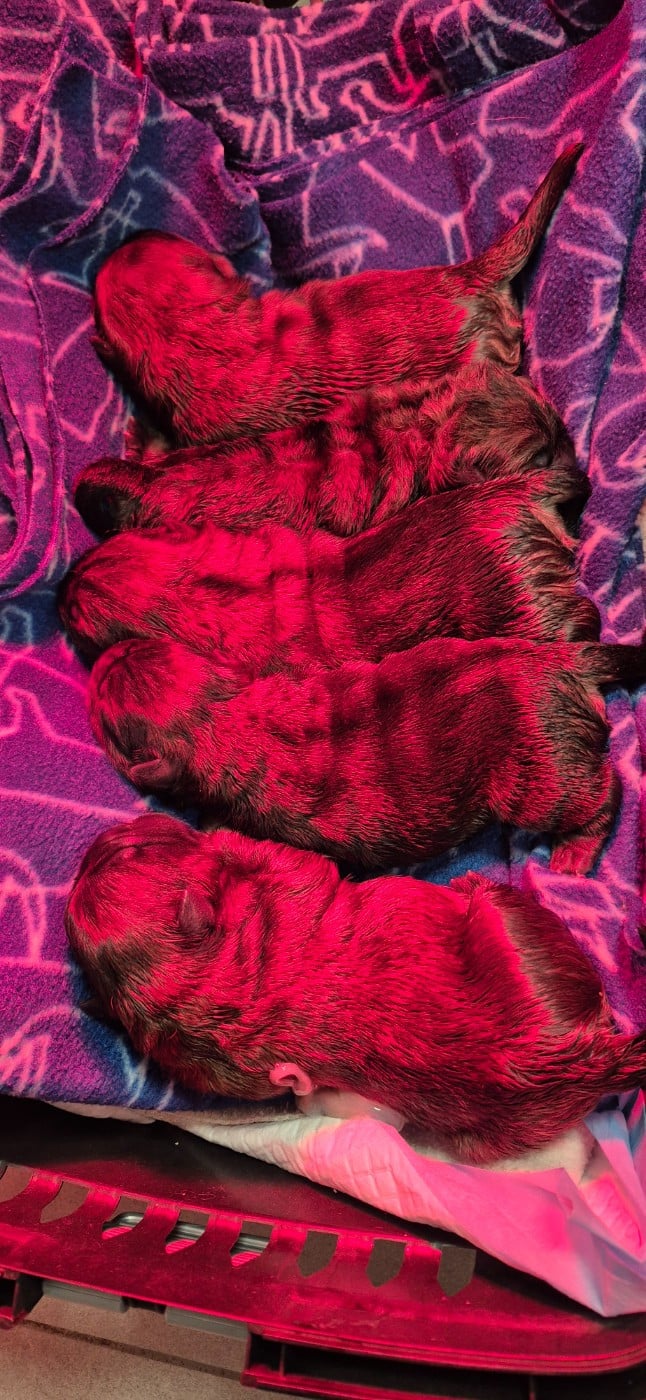 Chow Chow - des Bambous de Shunan