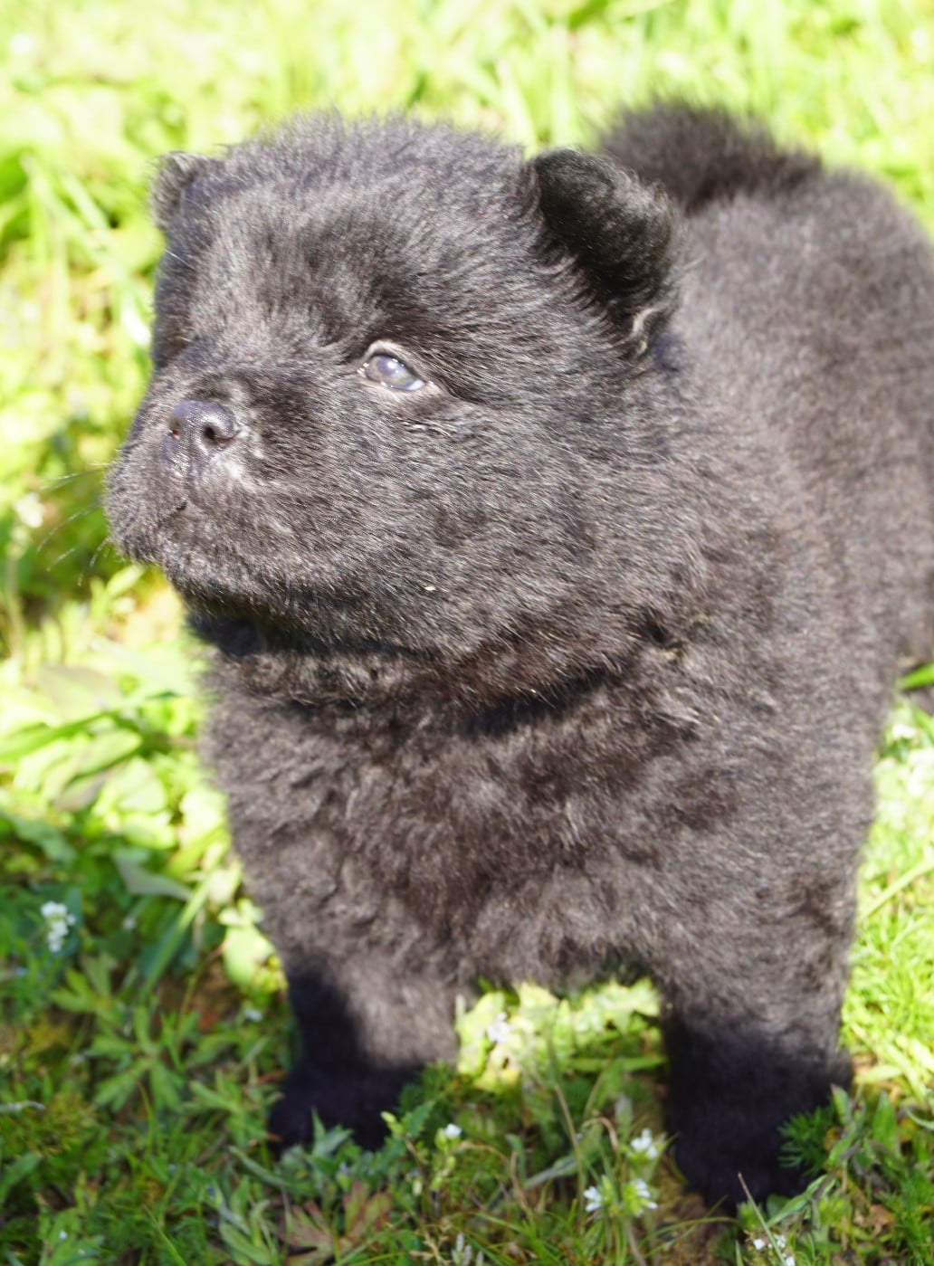 Chow Chow - des Bambous de Shunan