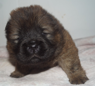 Les chiots de Chow Chow