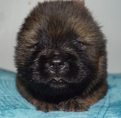 Les chiots de Chow Chow