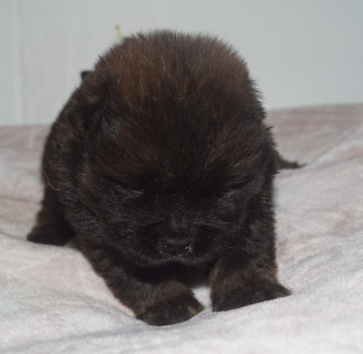Les chiots de Chow Chow