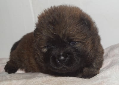 Les chiots de Chow Chow