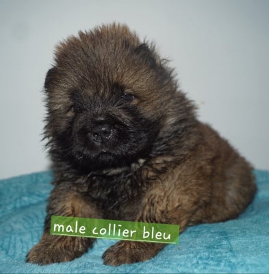 Les chiots de Chow Chow