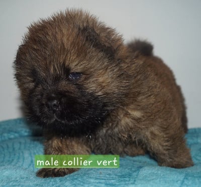 Les chiots de Chow Chow