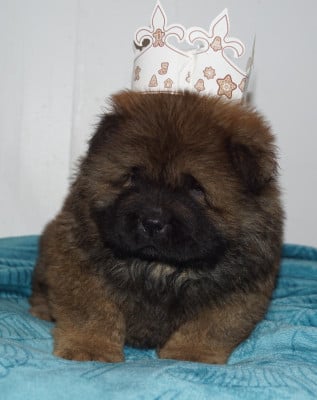 Les chiots de Chow Chow