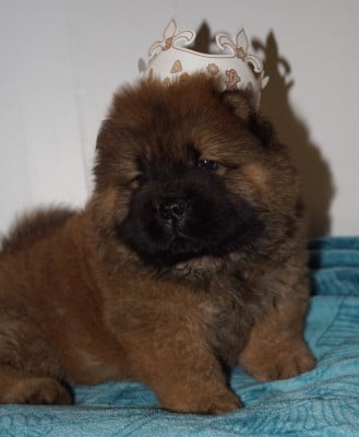 Les chiots de Chow Chow