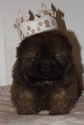 Les chiots de Chow Chow