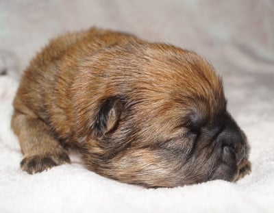 Les chiots de Chow Chow