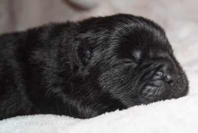 Les chiots de Chow Chow