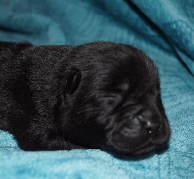 Les chiots de Chow Chow