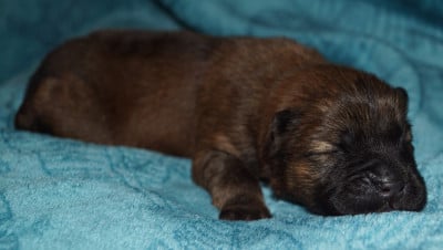 Les chiots de Chow Chow