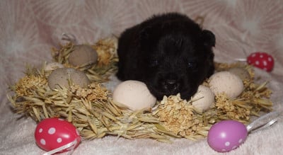 Les chiots de Chow Chow