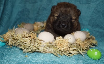 Les chiots de Chow Chow