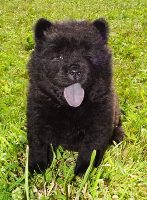 Les chiots de Chow Chow