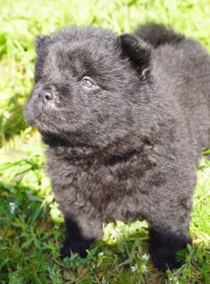 Les chiots de Chow Chow