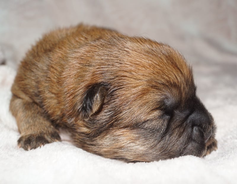Chow Chow - des Bambous de Shunan