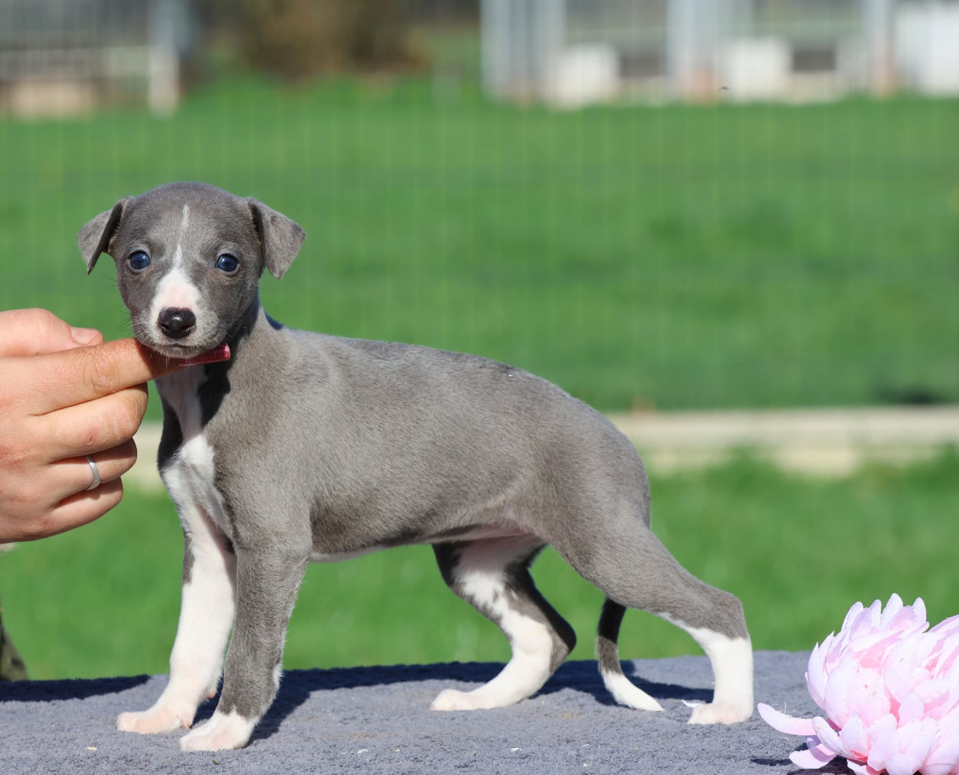Blue Ultimate - Whippet