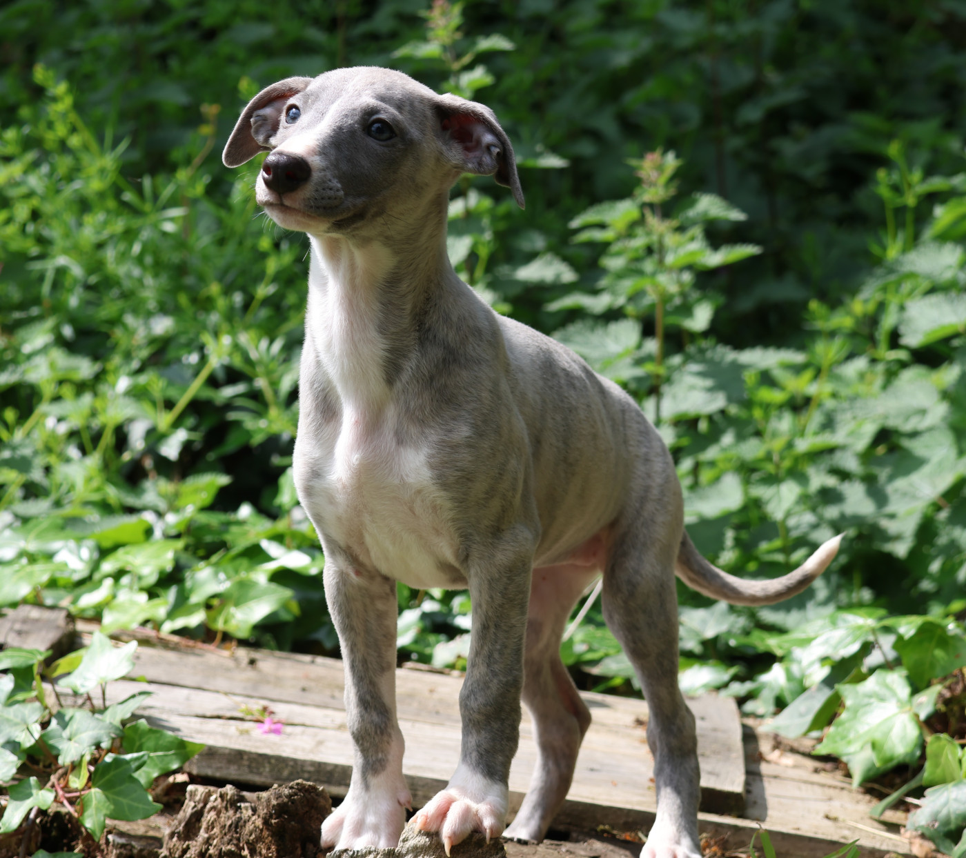 Blueberry - Whippet