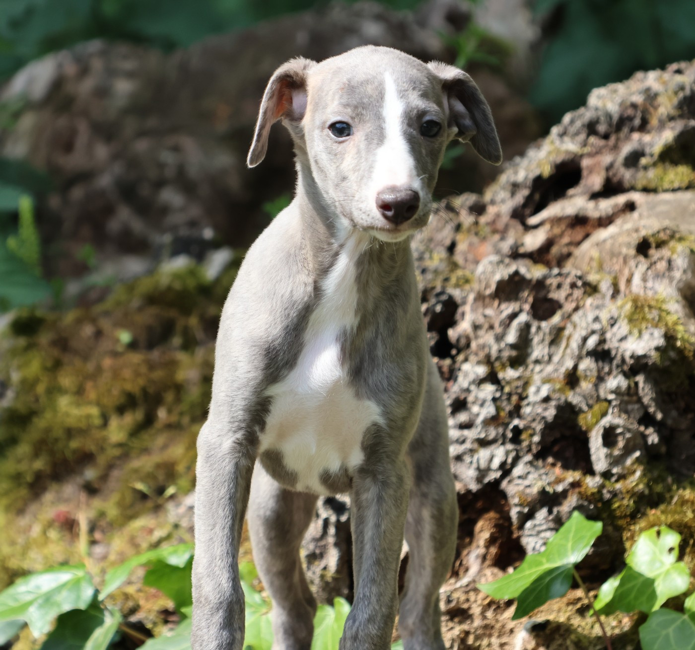 Beyoncé - Whippet