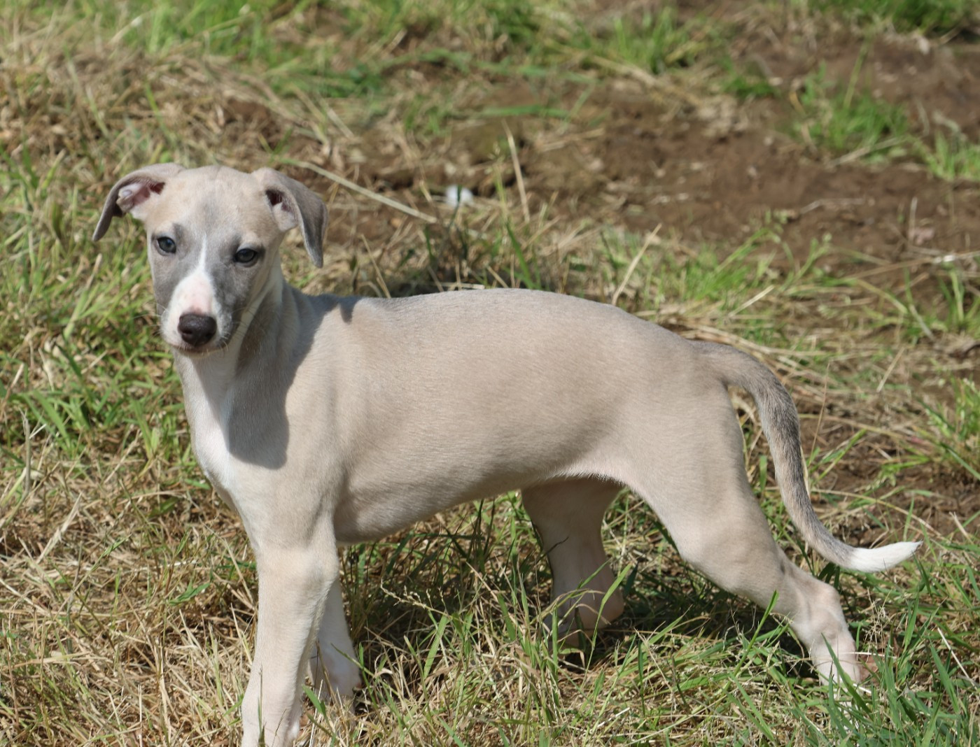 Britney - Whippet