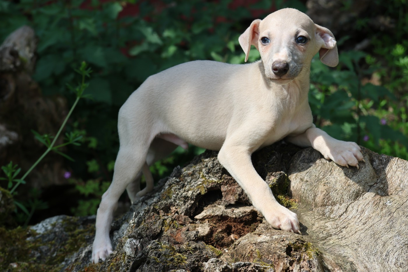 Bekham - Whippet