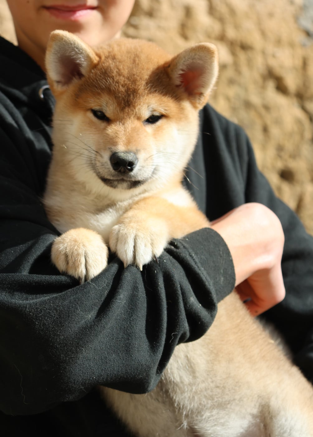 Chiot N°4 - Shiba