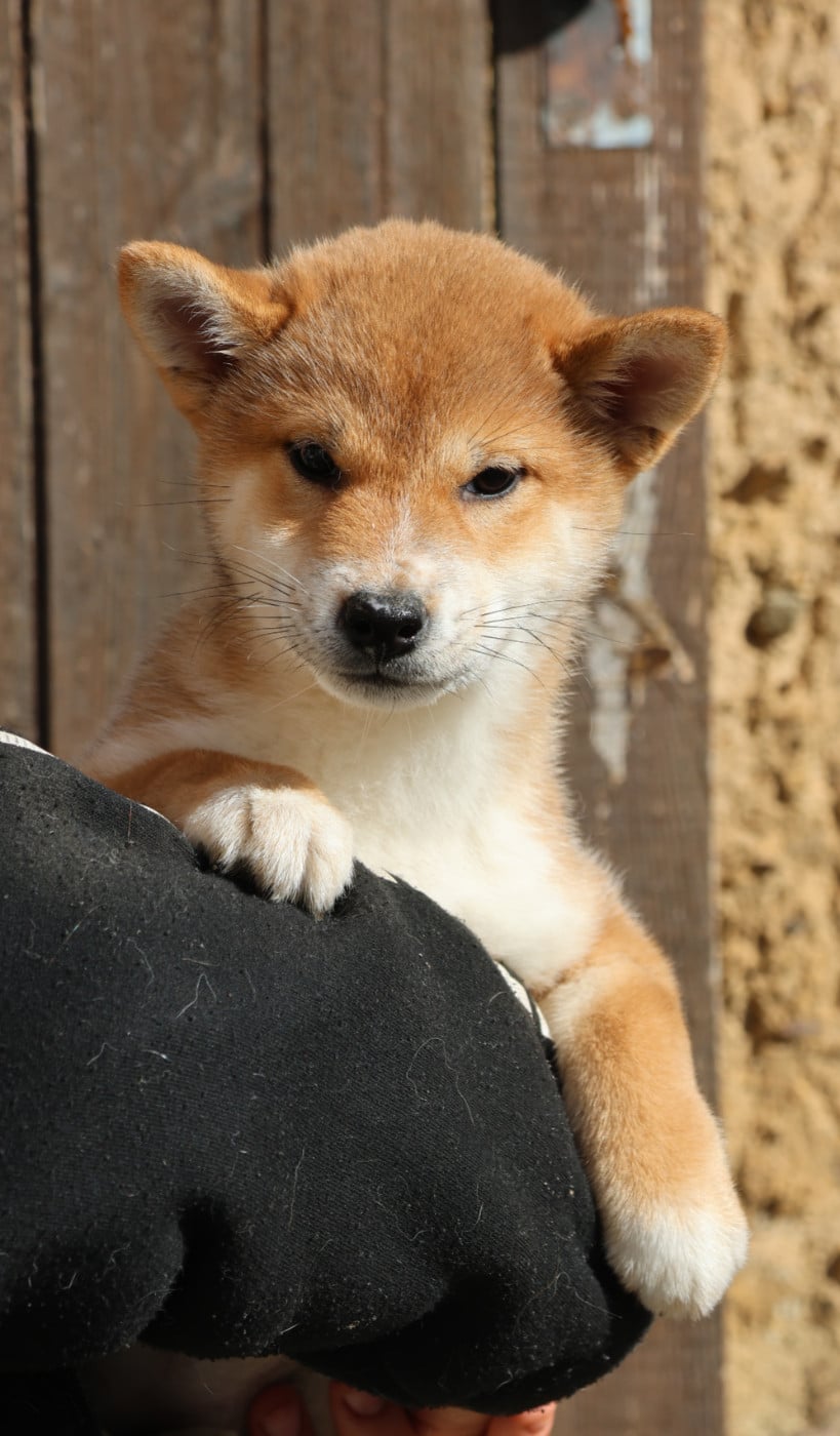 Chiot N°5 - Shiba