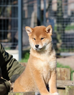 Les chiots de Shiba
