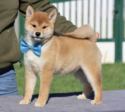 Les chiots de Shiba