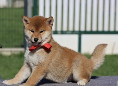 Les chiots de Shiba
