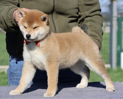 Les chiots de Shiba