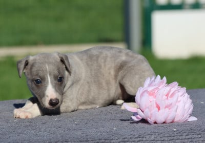 Les chiots de Whippet