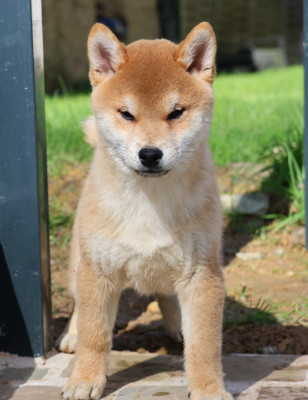 Les chiots de Shiba