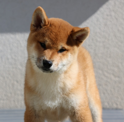 Les chiots de Shiba