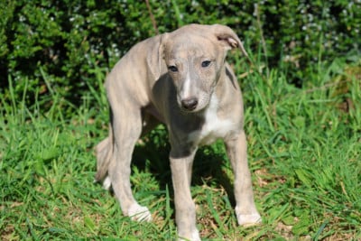 Les chiots de Whippet