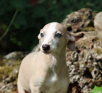 Les chiots de Whippet