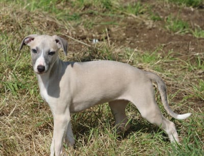 Les chiots de Whippet
