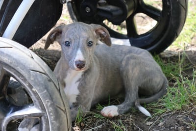 Les chiots de Whippet