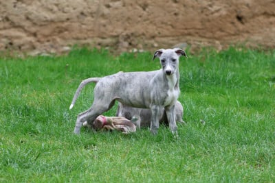 Les chiots de Whippet