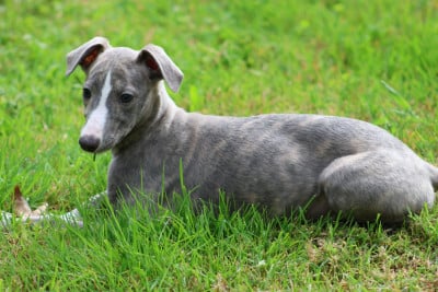Les chiots de Whippet