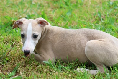 Les chiots de Whippet