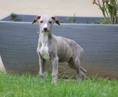 Les chiots de Whippet