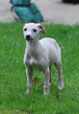 Les chiots de Whippet