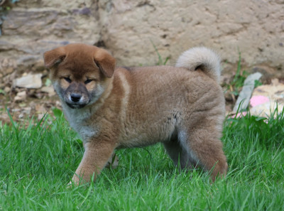 Les chiots de Shiba