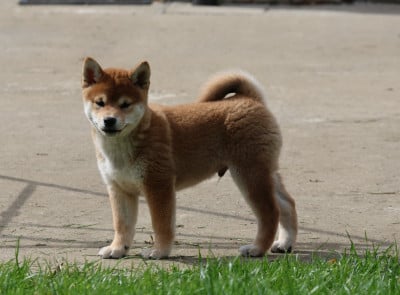 Les chiots de Shiba
