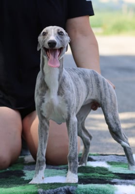 Les chiots de Whippet