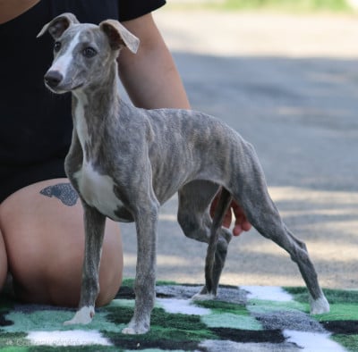 Les chiots de Whippet