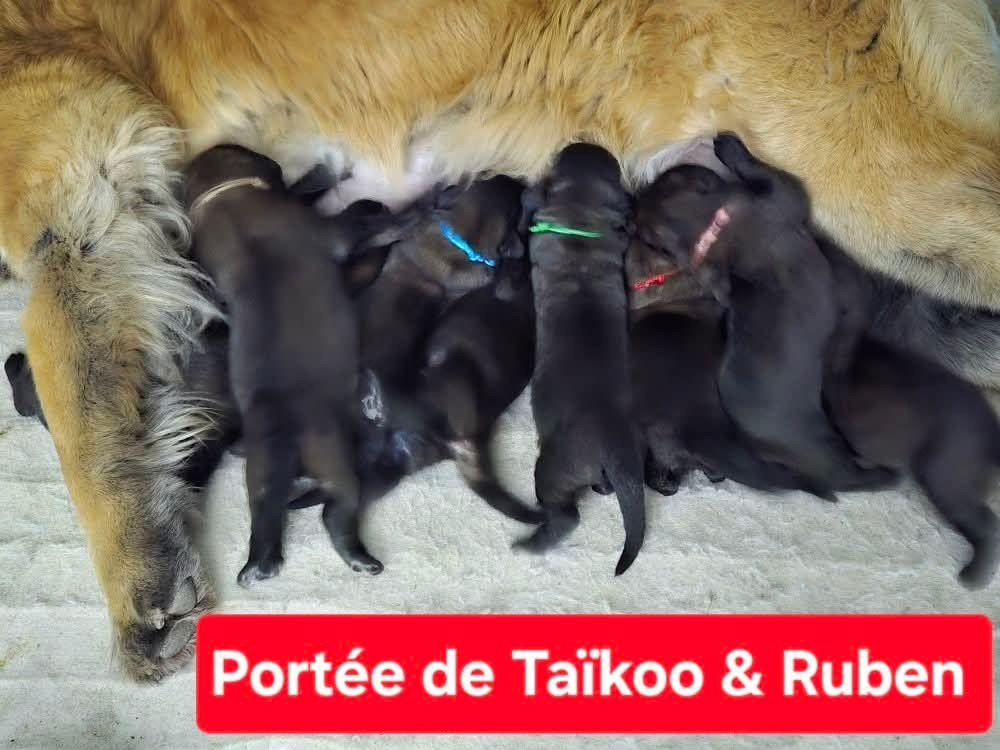 CHIOT 5 - Leonberger