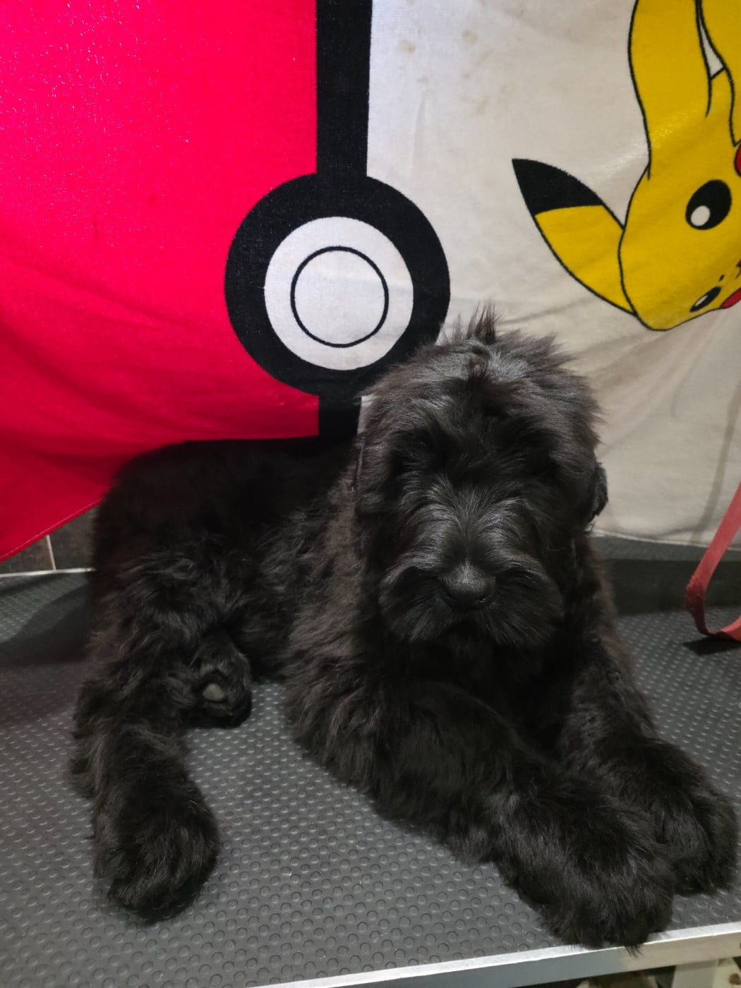 ASHIKA - Terrier noir