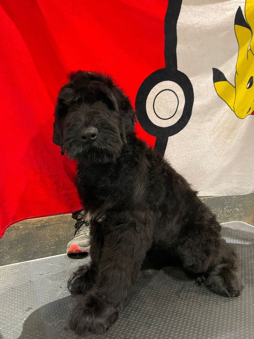 ASAHI - Terrier noir